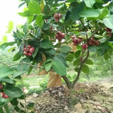 莲雾种苗
