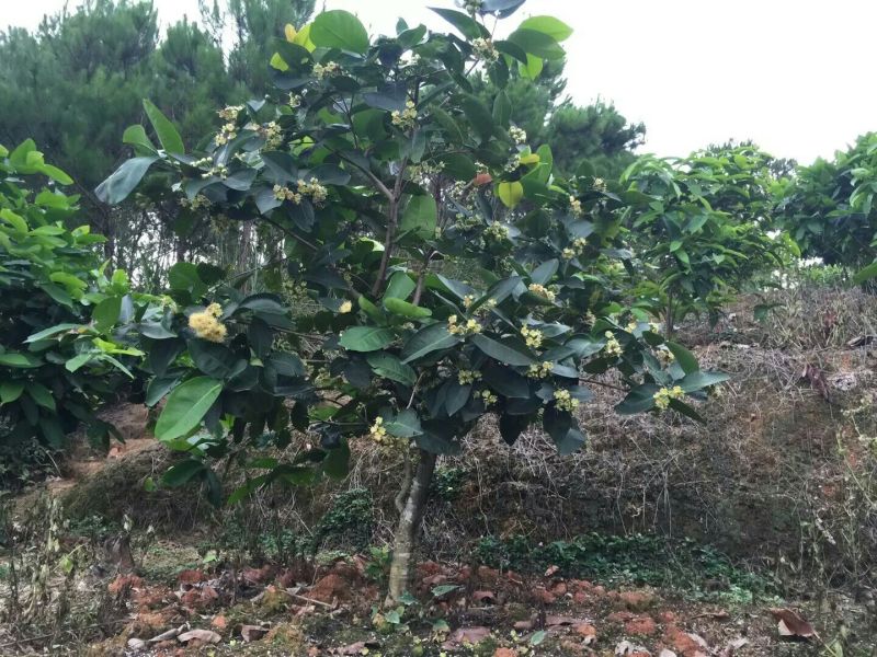 莲雾种苗