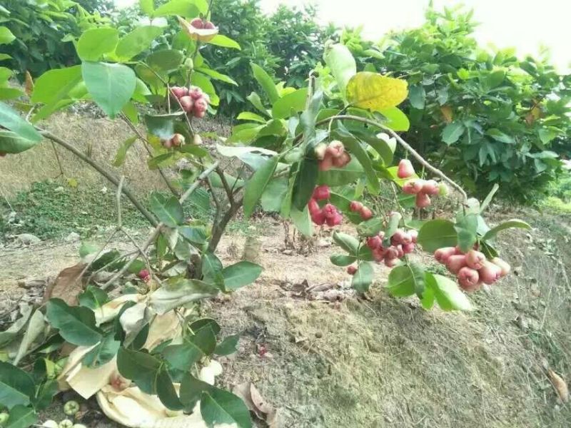 莲雾种苗