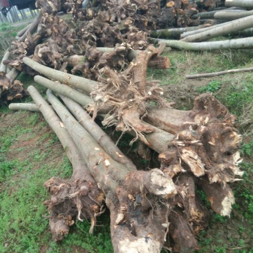栾树2~4cm4~6cm2.5~3米