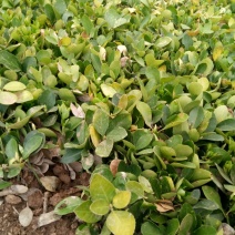 冬青苗10~20cm