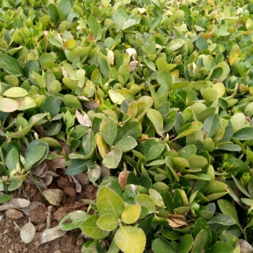 冬青苗10~20cm
