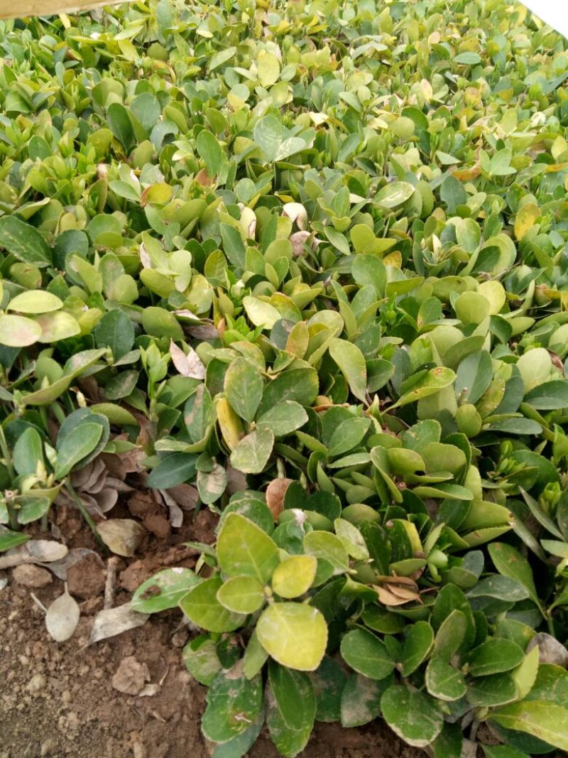冬青苗10~20cm