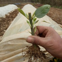 北海道黄杨苗10~20cm