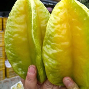 小果甜杨桃