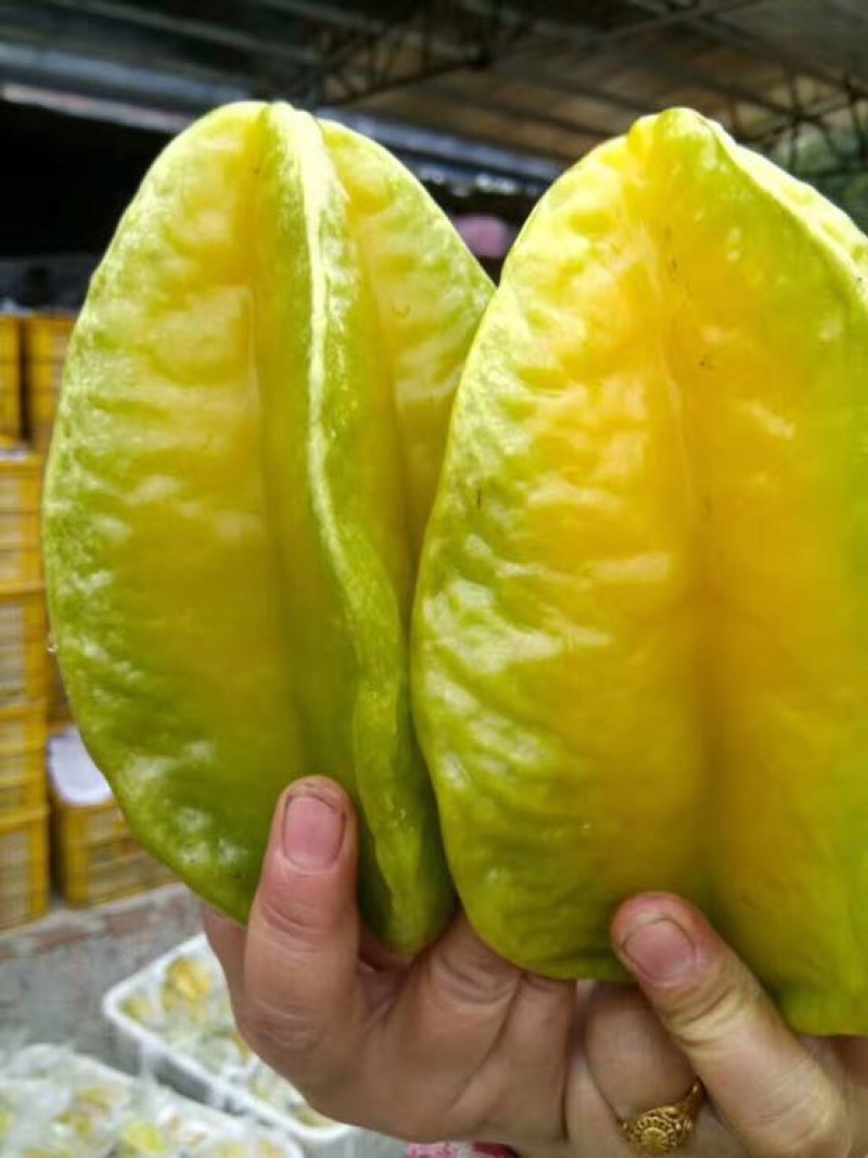 小果甜杨桃