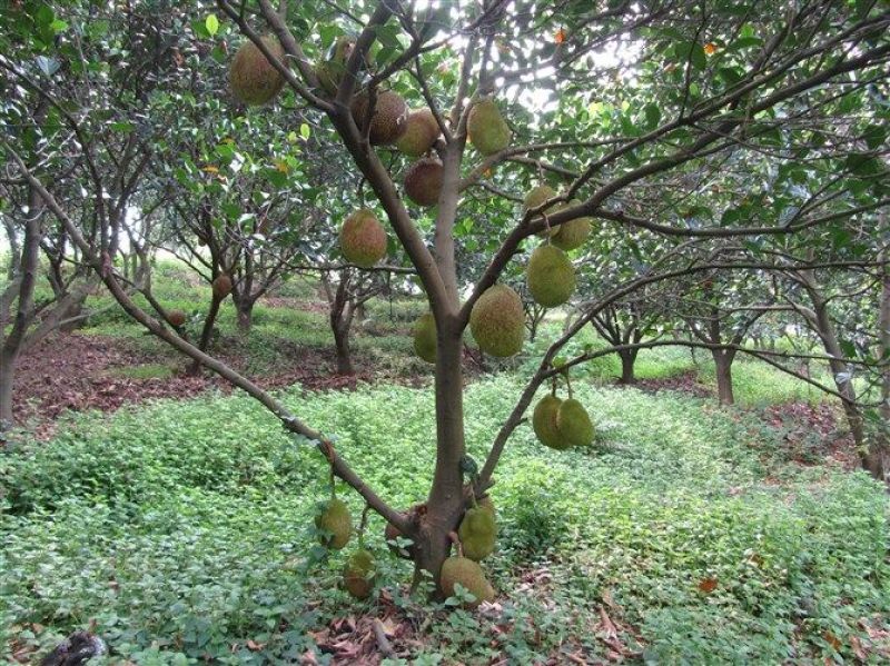 1号菠萝蜜苗稿接树