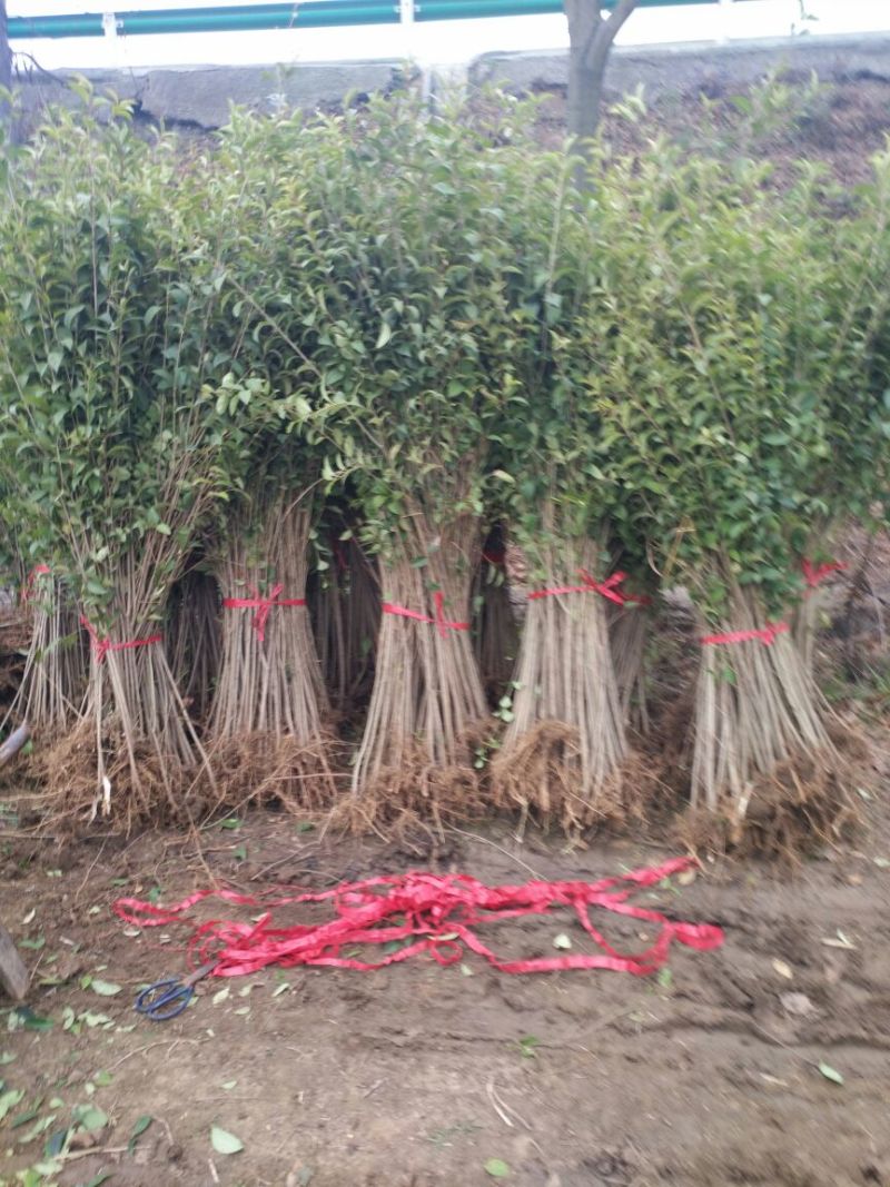 大叶女贞4cm以下