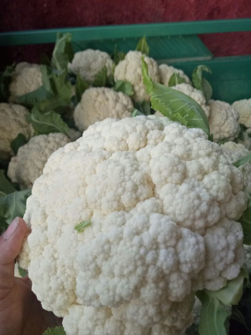 白花菜花2斤紧密乳白