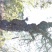 造型松14公分
