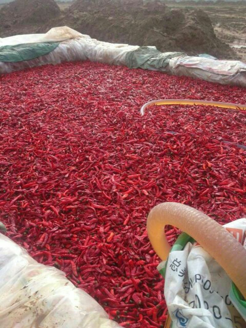 泡椒15~20厘米红中辣