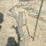梨树10~12cm1.5~2米