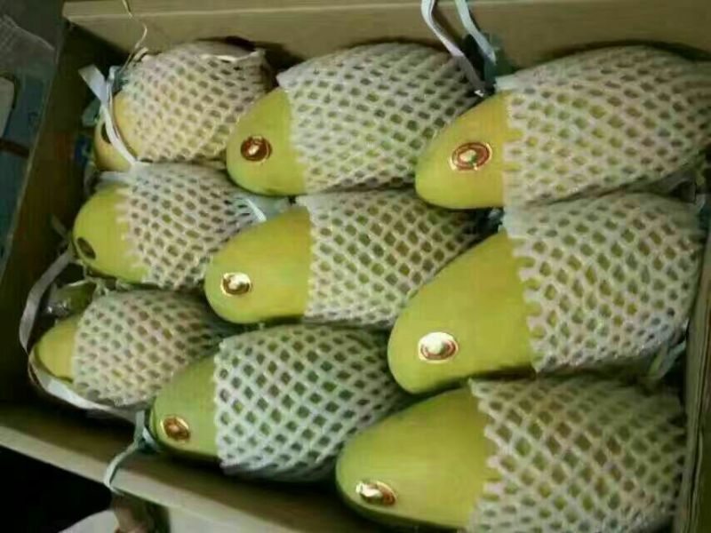 金煌芒10两以上