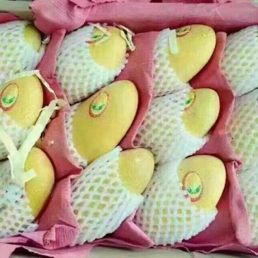 金煌芒10两以上