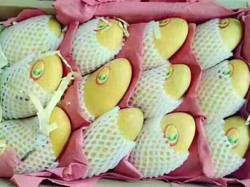 金煌芒10两以上