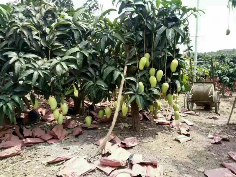 金煌芒10两以上