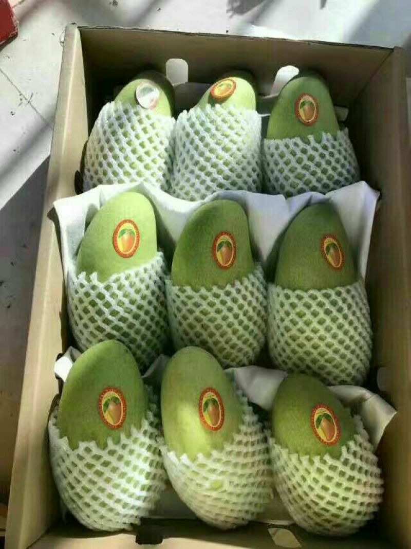 金煌芒10两以上