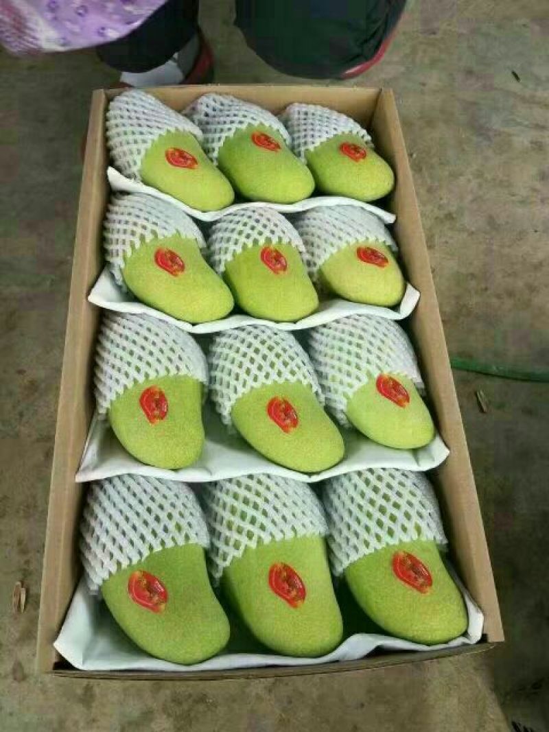 金煌芒10两以上