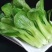 越冬菠菜