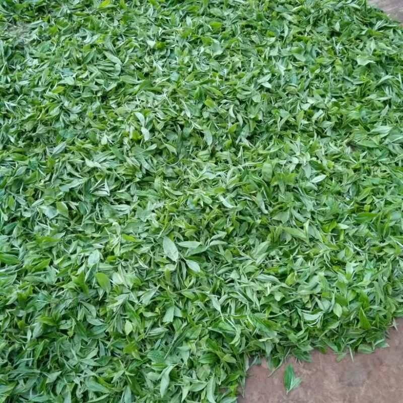 藤条茶一级