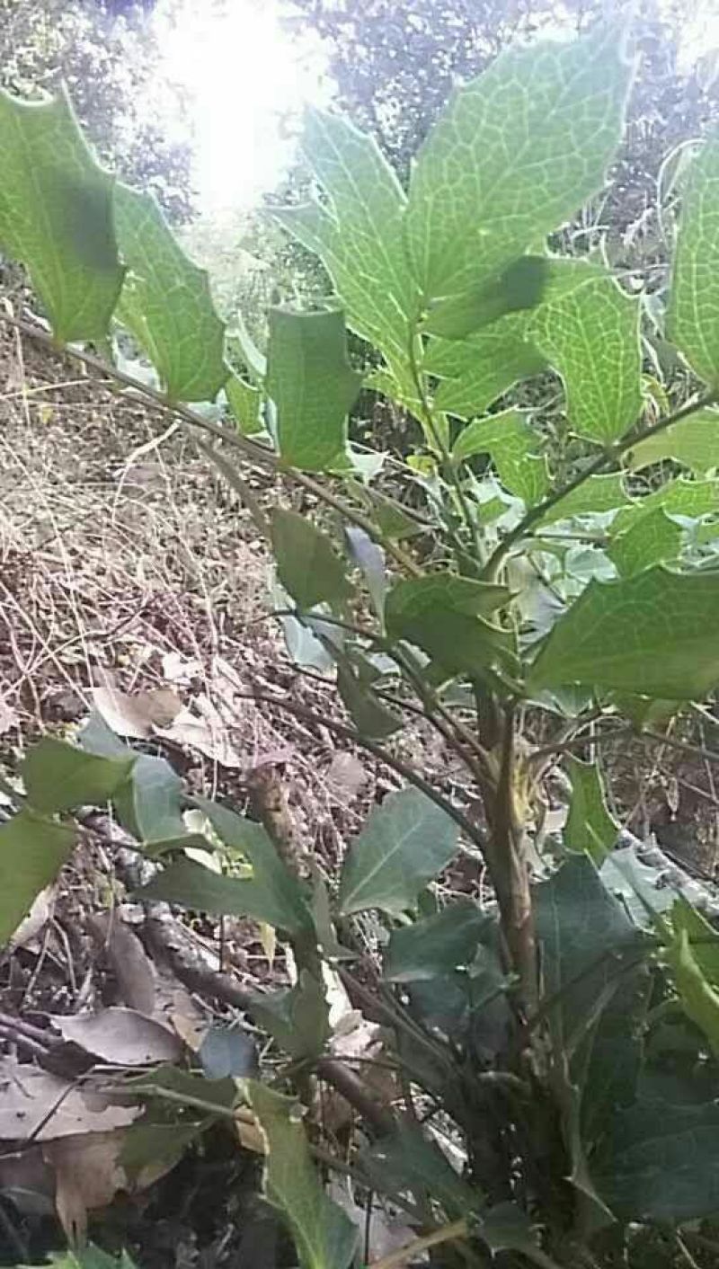 十大功劳叶