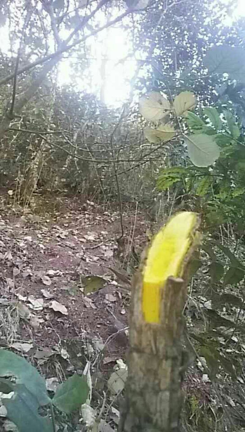 十大功劳叶