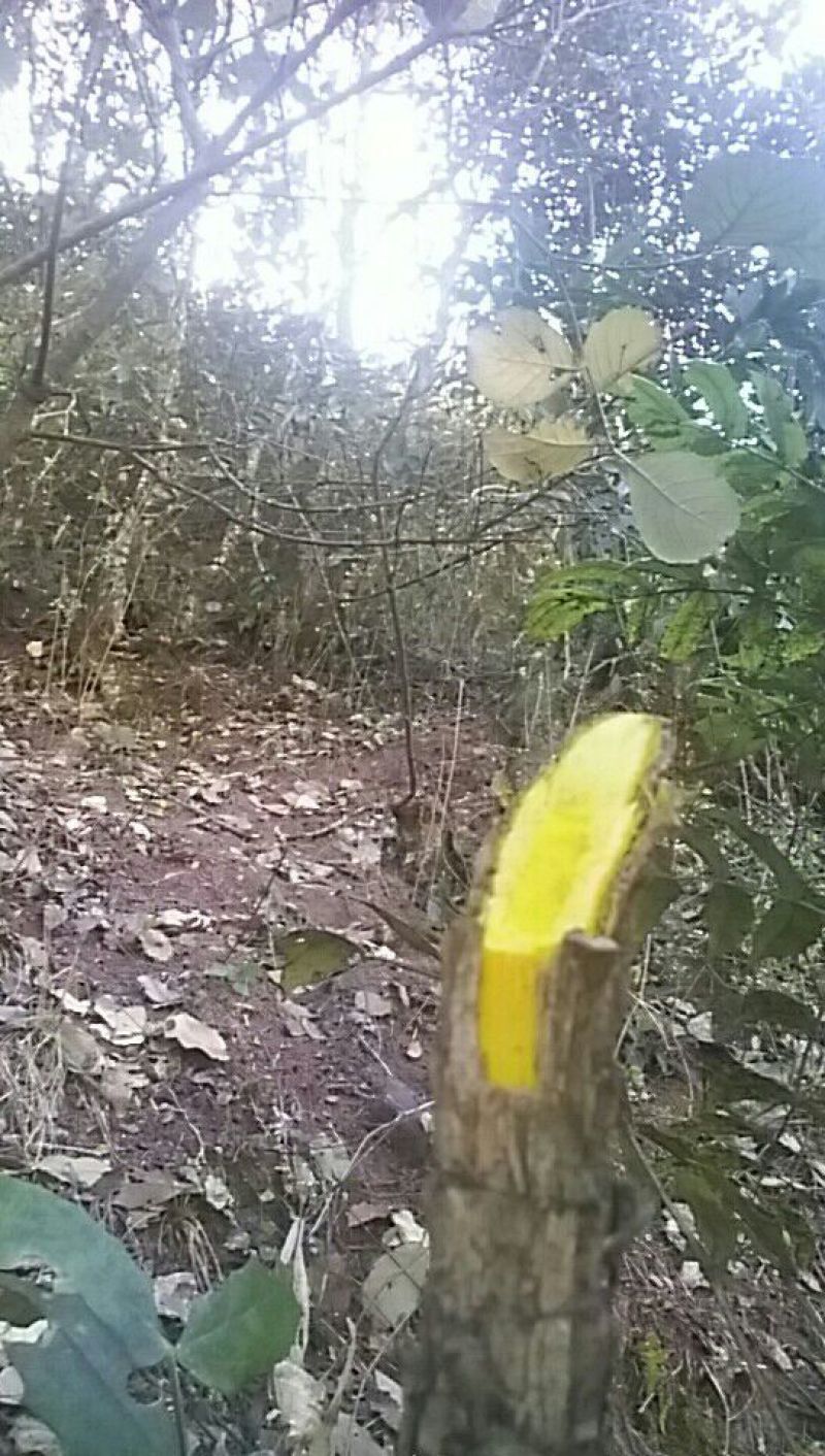 十大功劳叶