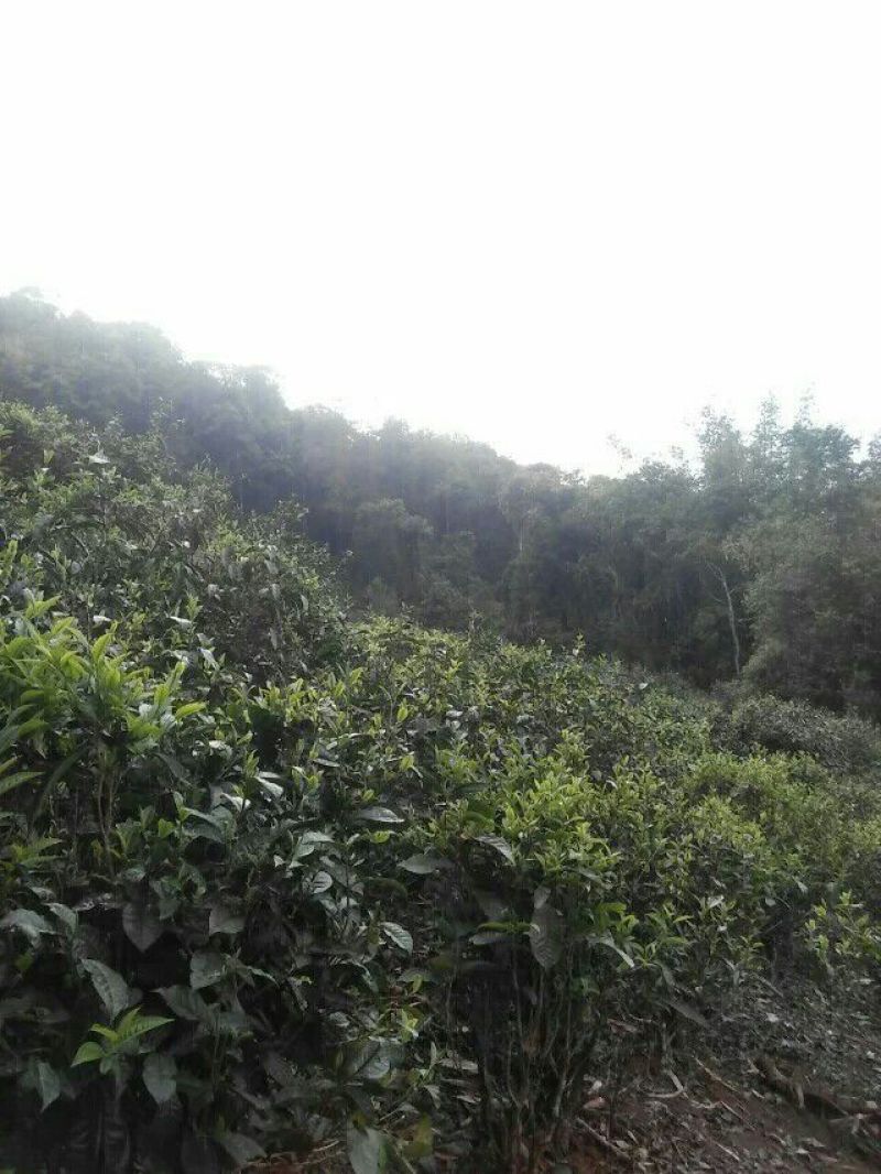 普洱绿茶