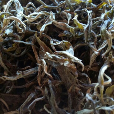 普洱绿茶