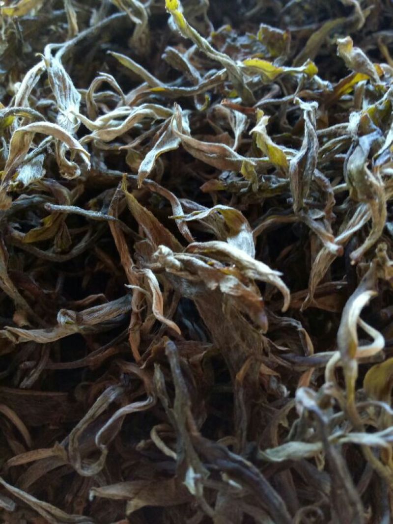 普洱绿茶