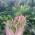 普洱绿茶