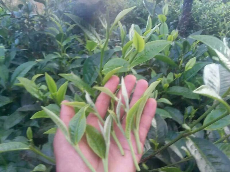 普洱绿茶