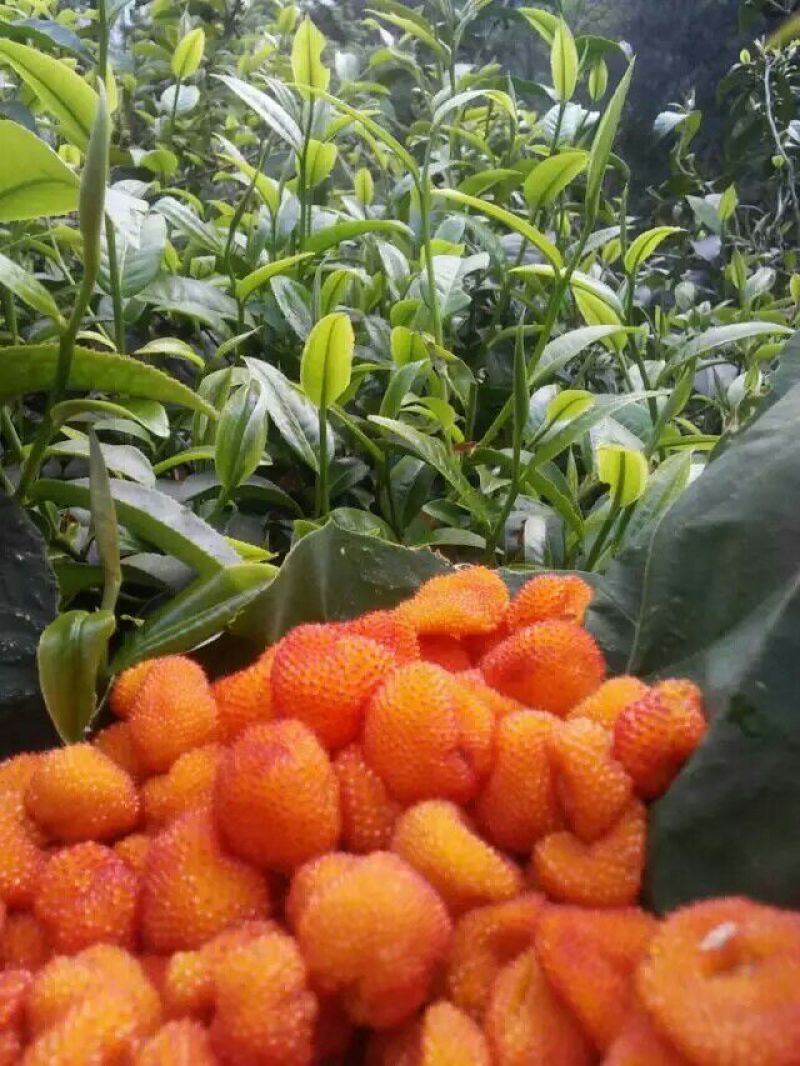 普洱绿茶