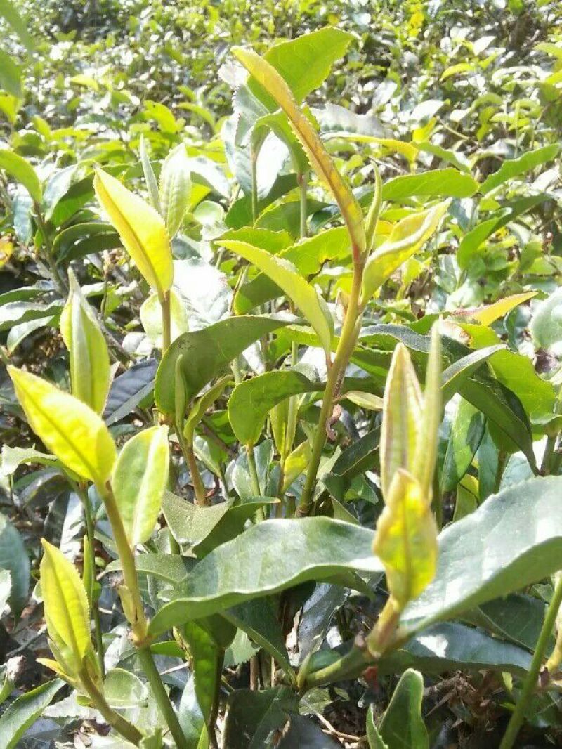 普洱绿茶