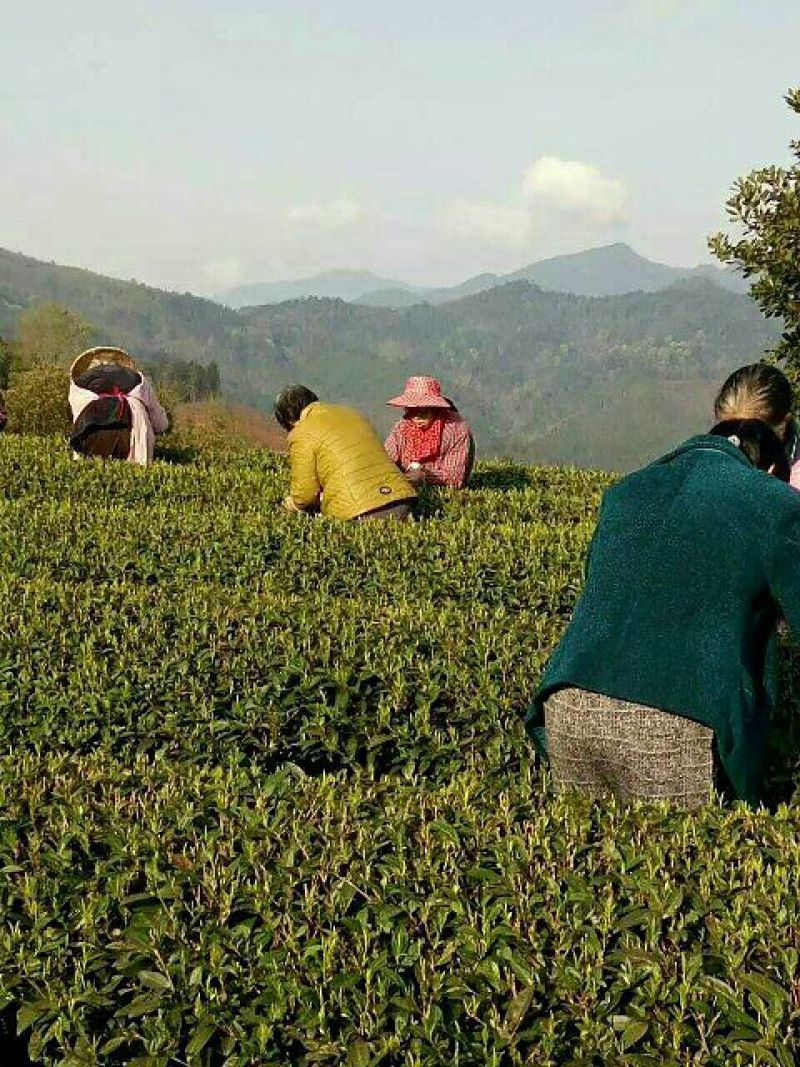 乌龙红茶特级