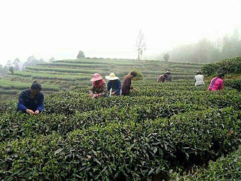 乌龙红茶特级