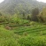 乌龙红茶一级