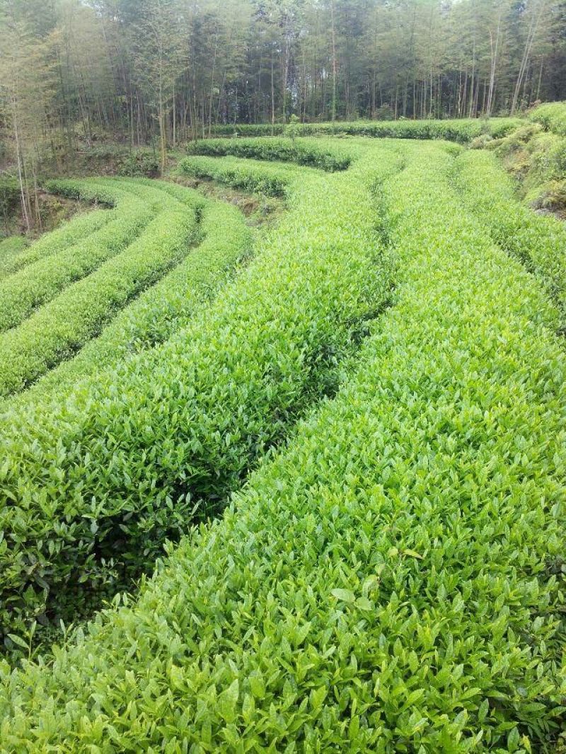 乌龙红茶一级