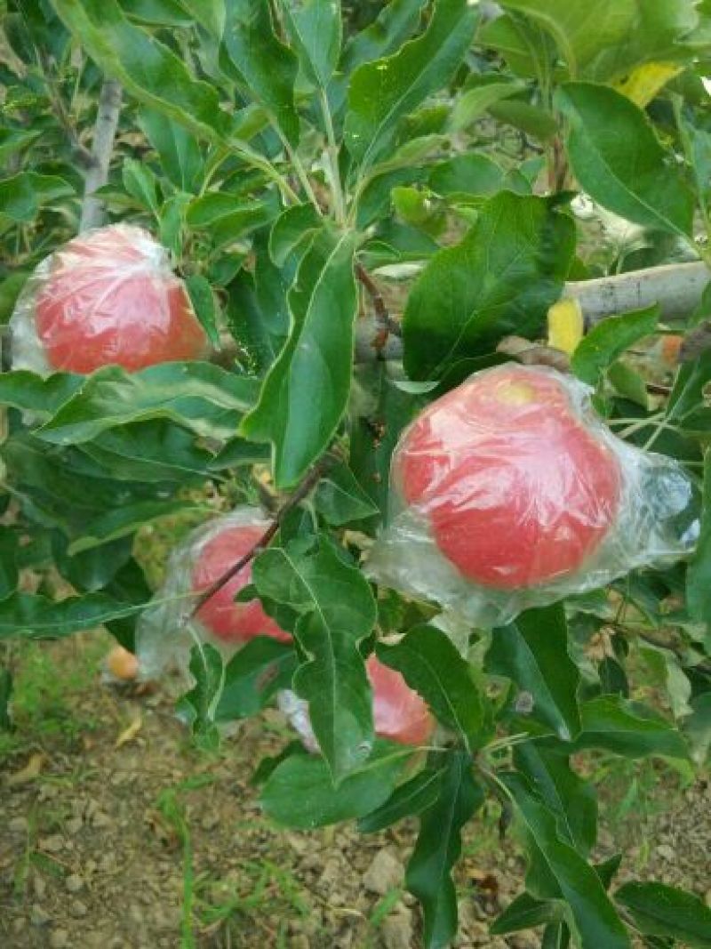 红香酥梨60~100g光果