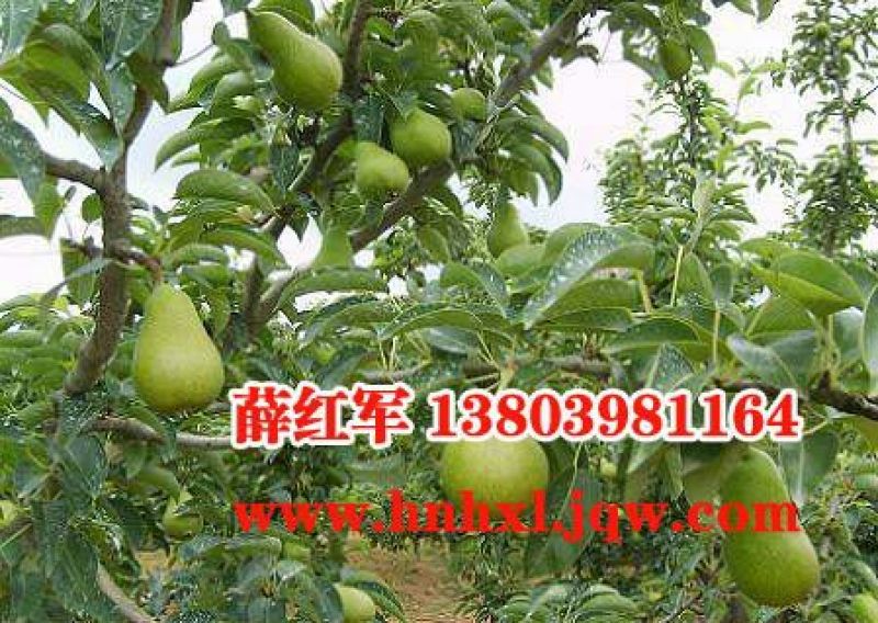 红香酥梨60~100g光果