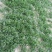 大叶菠菜10~15厘米