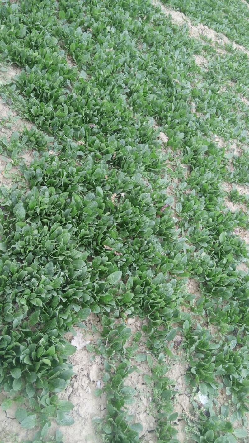 大叶菠菜10~15厘米