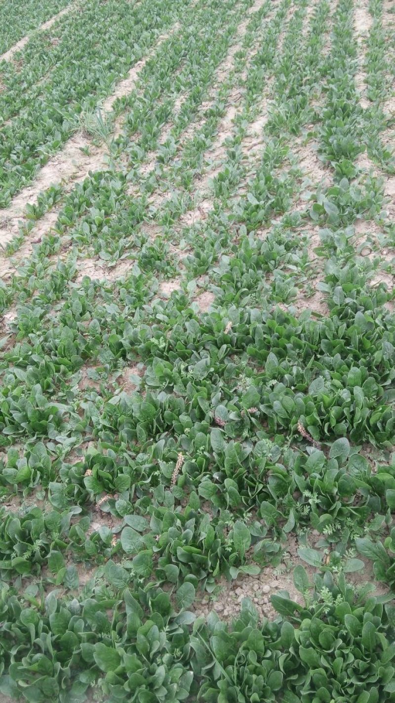 大叶菠菜10~15厘米