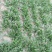 大叶菠菜10~15厘米
