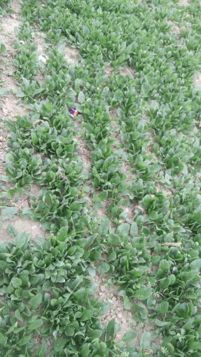 大叶菠菜10~15厘米