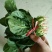 大叶菠菜10~15厘米