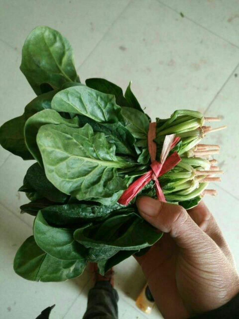 大叶菠菜10~15厘米
