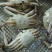 远海梭子蟹食用