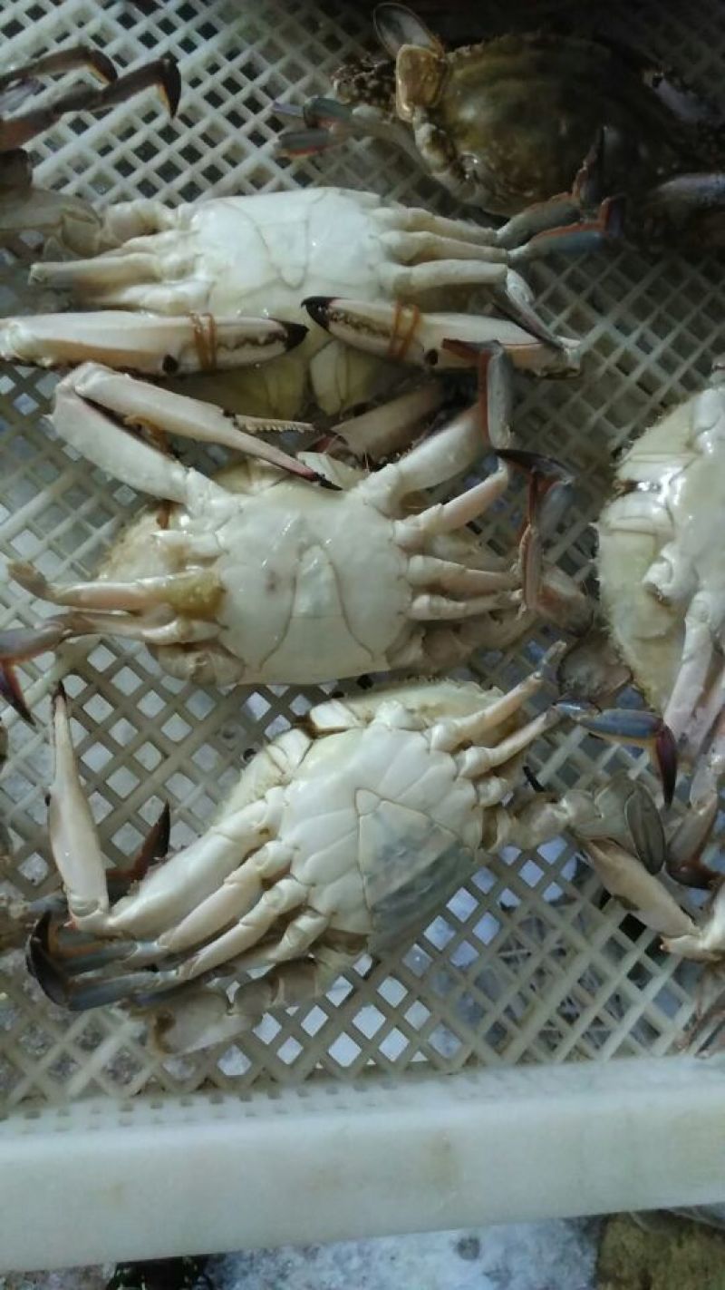 远海梭子蟹食用