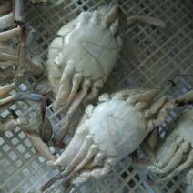 远海梭子蟹食用